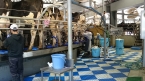 ロータリーパーラー、搾乳作業中の写真