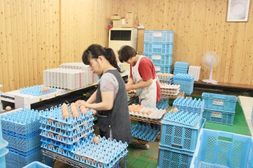 卵の形などを基準に選別。笠岡市をはじめとする近隣地域を中心に、全国各地へ届けている。